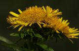 Inula britannica