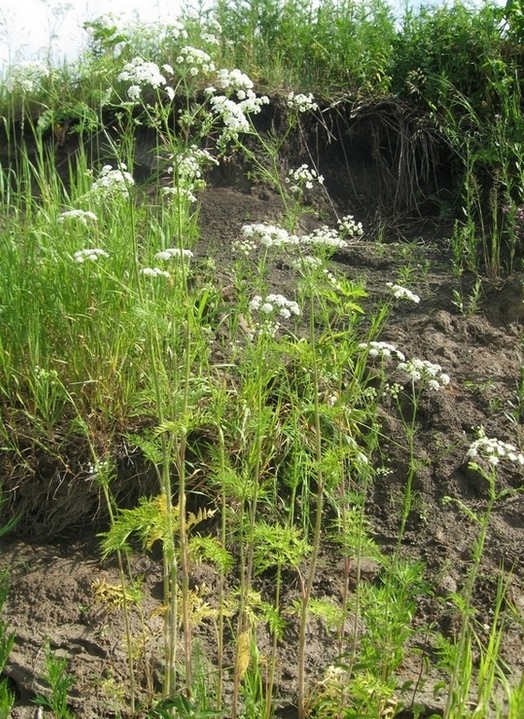 Изображение особи Chaerophyllum prescottii.