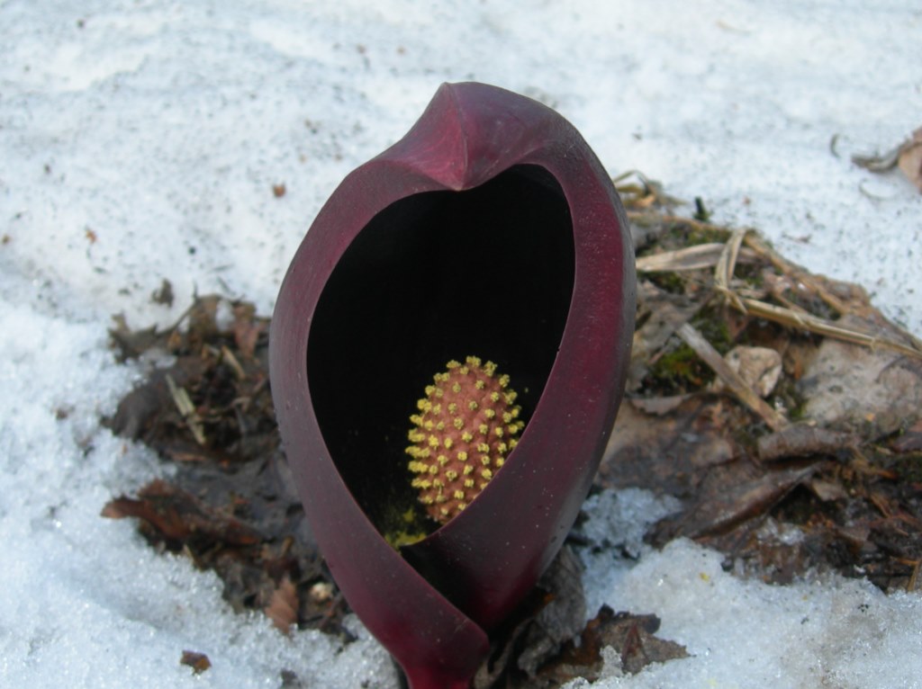 Image of Symplocarpus renifolius specimen.