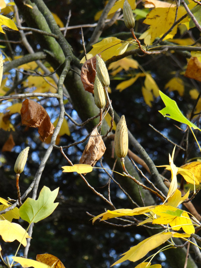 Изображение особи Liriodendron tulipifera.