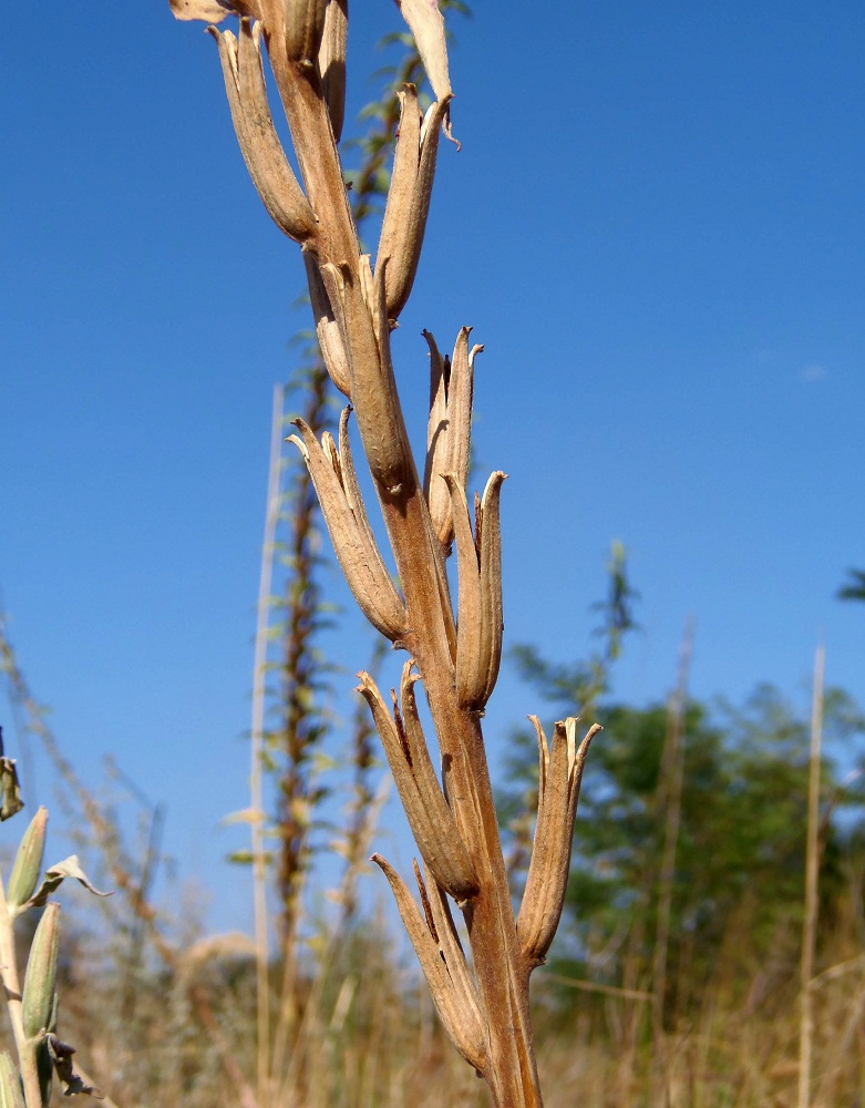 Изображение особи Oenothera depressa.
