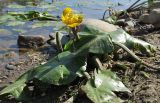 Nuphar lutea. Цветущее растение. Вологда, берег р. Вологды. Август 2014 г.