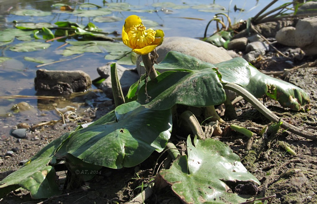 Изображение особи Nuphar lutea.