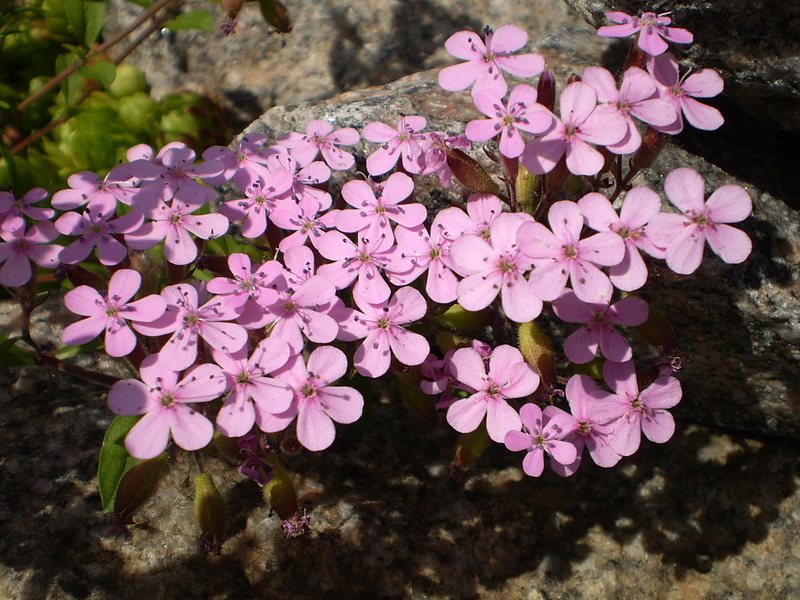 Изображение особи Saponaria ocymoides.