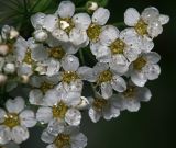 Spiraea × arguta. Цветки. Московская обл., Раменский р-н, окр. дер. Хрипань, садовый участок. 12.05.2014.