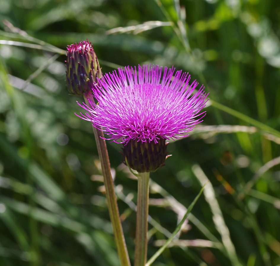 Image of Cirsium heterophyllum specimen.