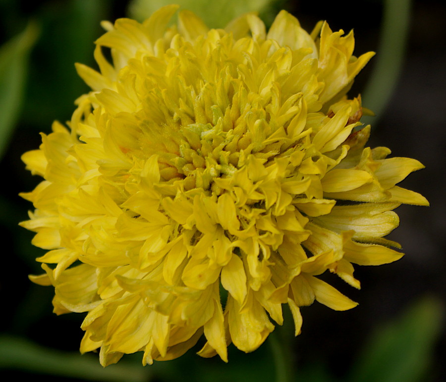 Image of Gaillardia pulchella specimen.