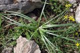 Crocus alatavicus