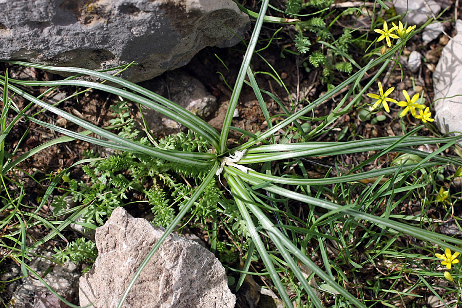 Изображение особи Crocus alatavicus.