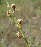 Linaria genistifolia. Часть соплодия со зрелыми плодами. Краснодарский край, Кущёвский р-н, станица Шкуринская, балочная степь. 07.08.2009.