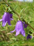 Campanula rapunculoides. Цветки. Томская обл., Томский р-н, окр. с. Новомихайловка, обочина дороги. 23.08.2009.