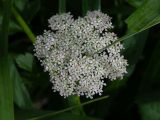 Ligusticum scoticum