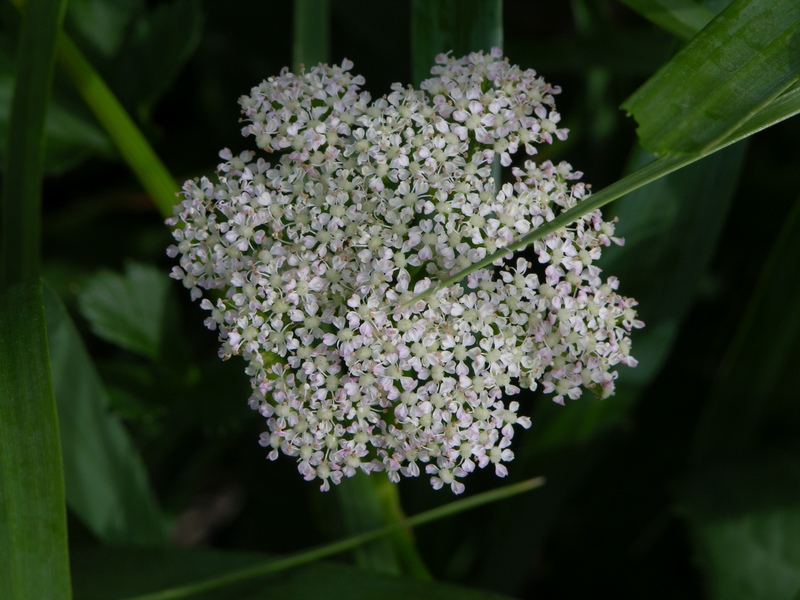 Изображение особи Ligusticum scoticum.