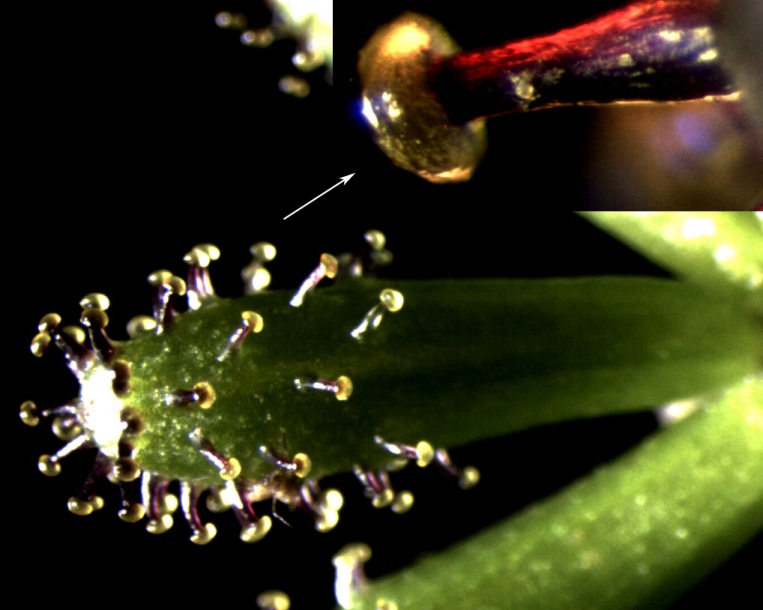 Image of Adenocaulon adhaerescens specimen.