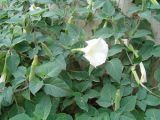 Datura innoxia