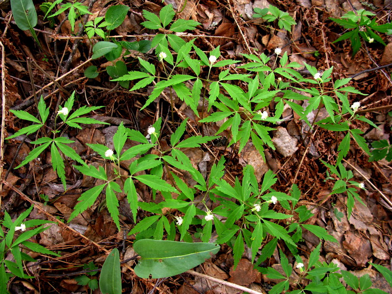 Image of Anemone reflexa specimen.