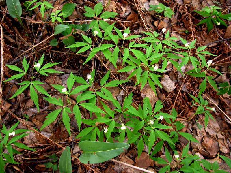 Изображение особи Anemone reflexa.