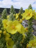 Verbascum phlomoides