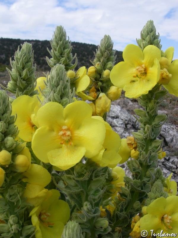 Изображение особи Verbascum phlomoides.