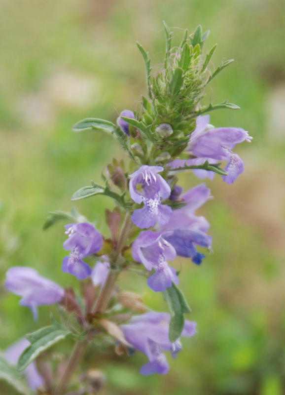 Изображение особи Dracocephalum olchonense.