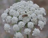 Daucus carota