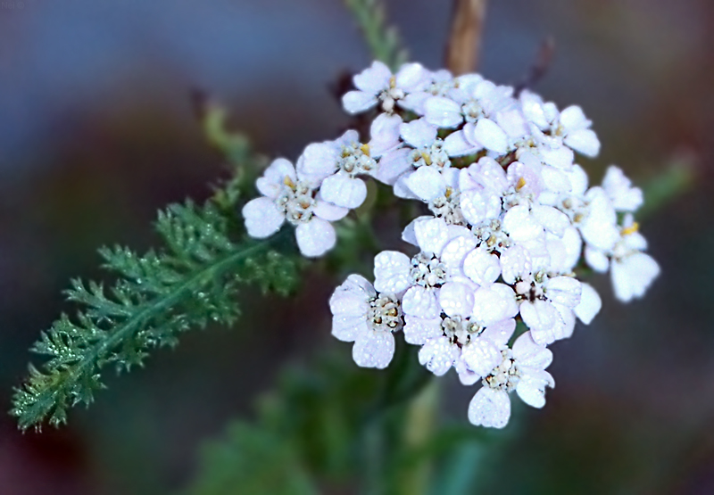 Изображение особи Achillea millefolium.