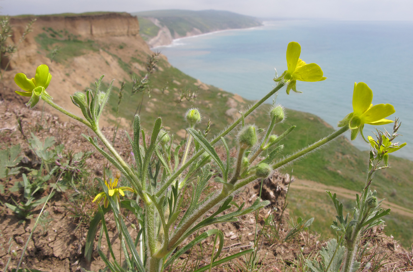 Image of Ranunculus oxyspermus specimen.