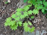 Acer pseudosieboldianum. Ветвь молодого дерева. Приморье, Лазовский р-н, окр. села Чистоводное, смешанный лес у подножия скал. 08.08.2015.