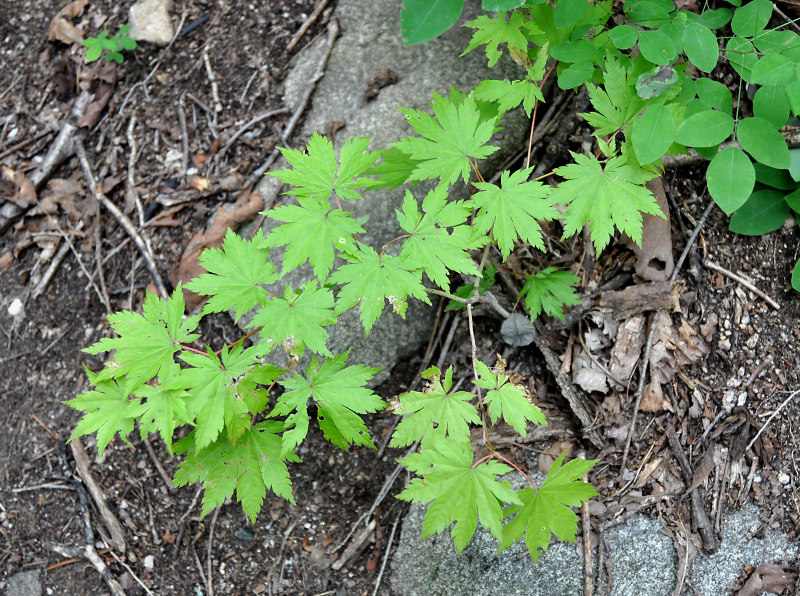 Изображение особи Acer pseudosieboldianum.