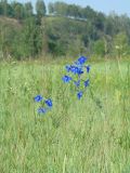 Delphinium grandiflorum. Цветущее растение на лугу. Иркутская обл., Иркутский р-н, долина р. Иркут. 14.07.2014.