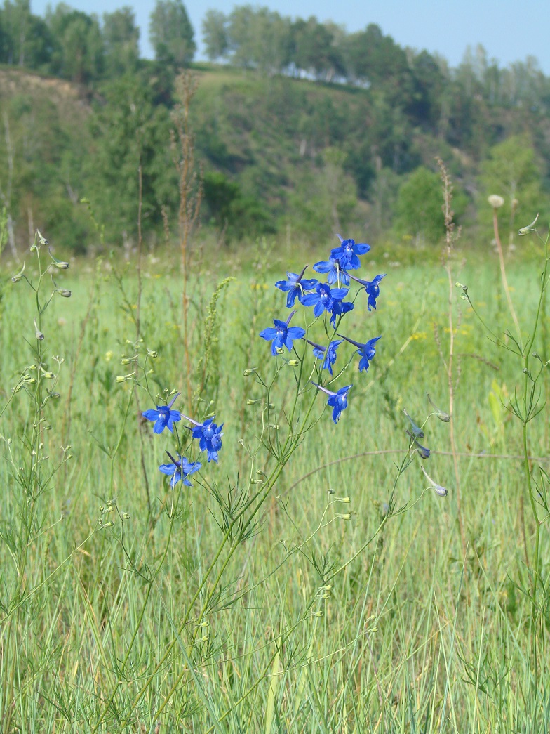 Image of Delphinium grandiflorum specimen.