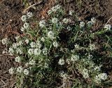 Lobularia maritima