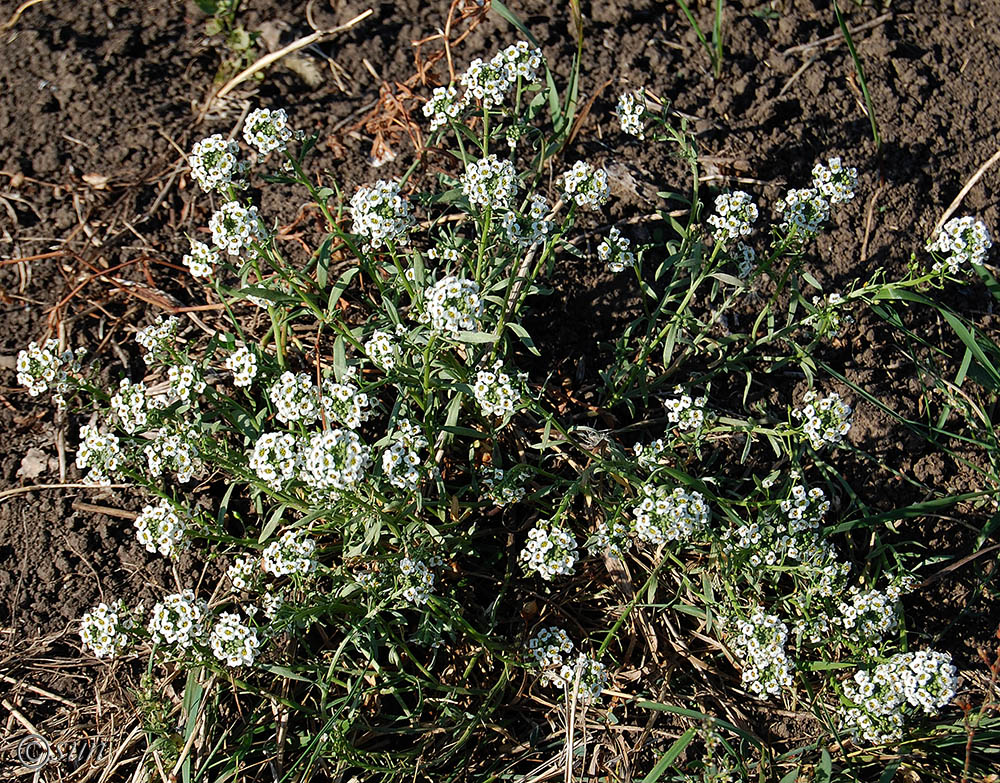 Image of Lobularia maritima specimen.