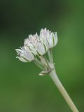 Allium filidens