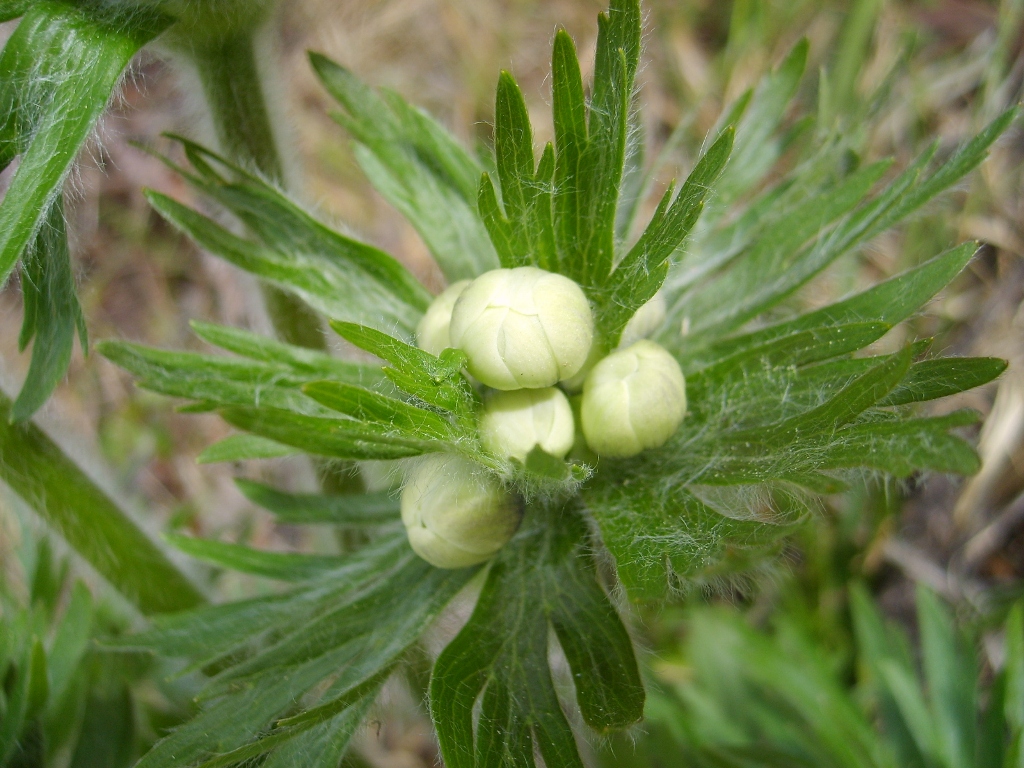 Image of Anemonastrum crinitum specimen.