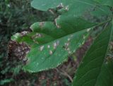 Sambucus nigra. Листочек с поражениями. Краснодарский край, Сочи, окр. Хосты, засорённый лес. 21.10.2015.