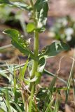 Veronica oxycarpa