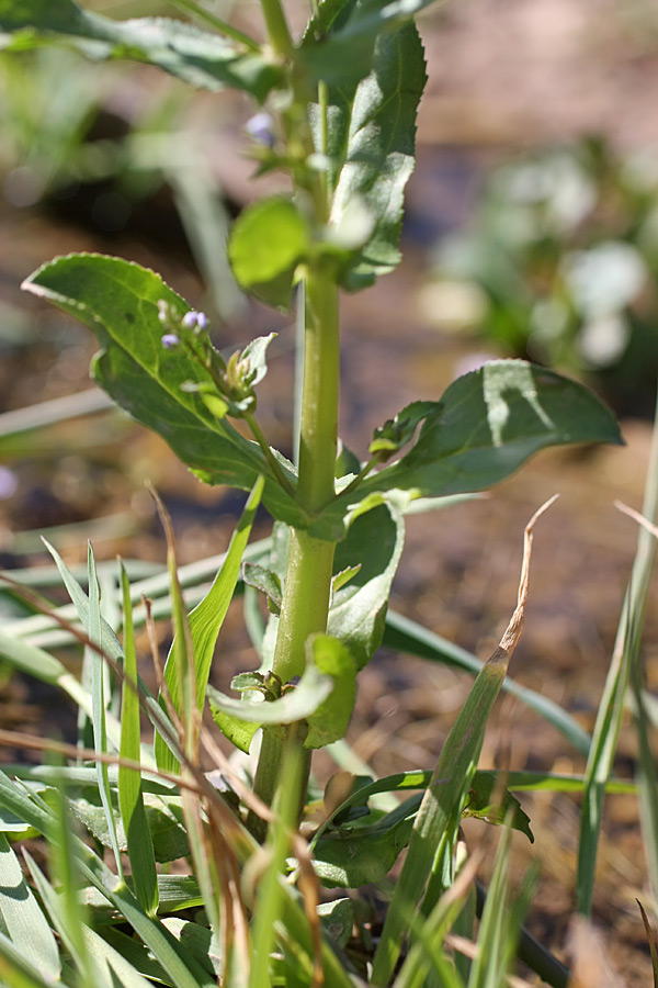 Image of Veronica oxycarpa specimen.