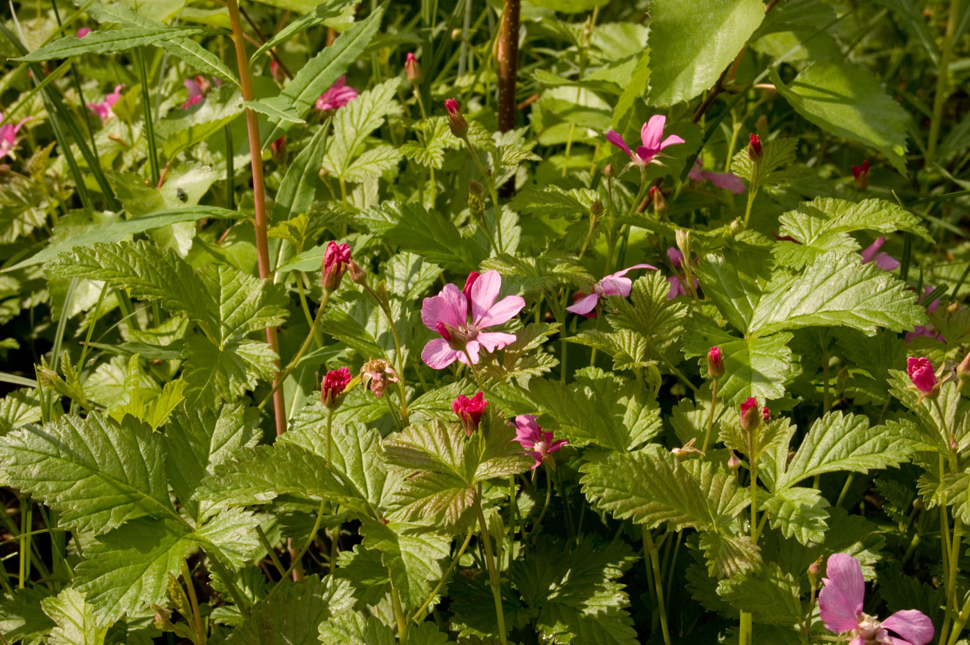 Image of Rubus arcticus specimen.