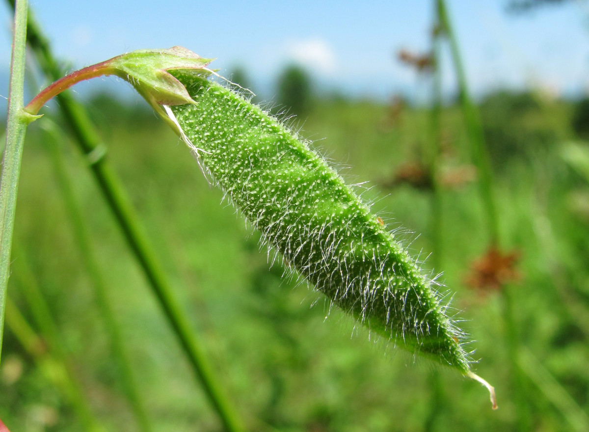 Image of Lathyrus hirsutus specimen.