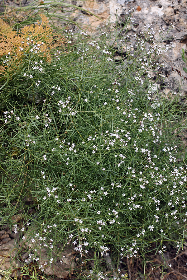 Изображение особи Acanthophyllum gypsophiloides.