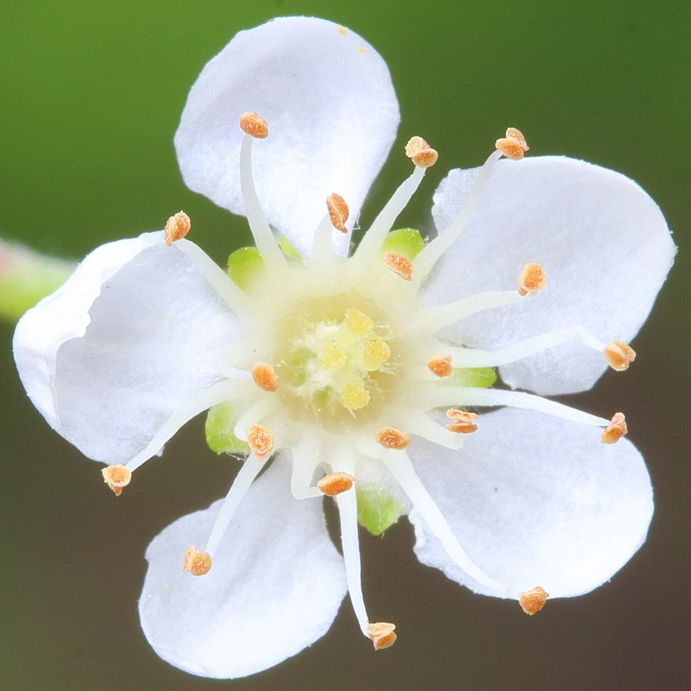 Image of Sorbus aucuparia specimen.