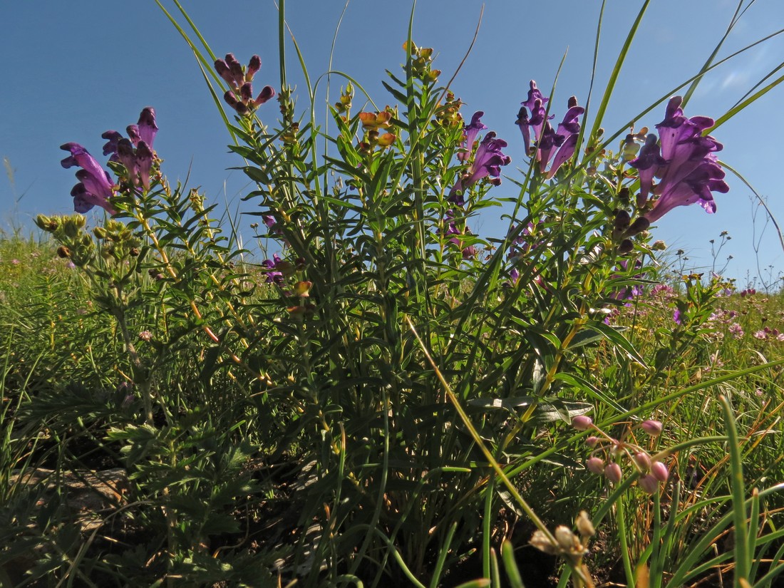 Изображение особи Scutellaria baicalensis.