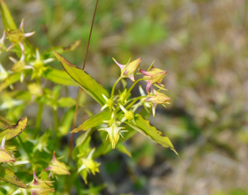 Изображение особи Halenia corniculata.