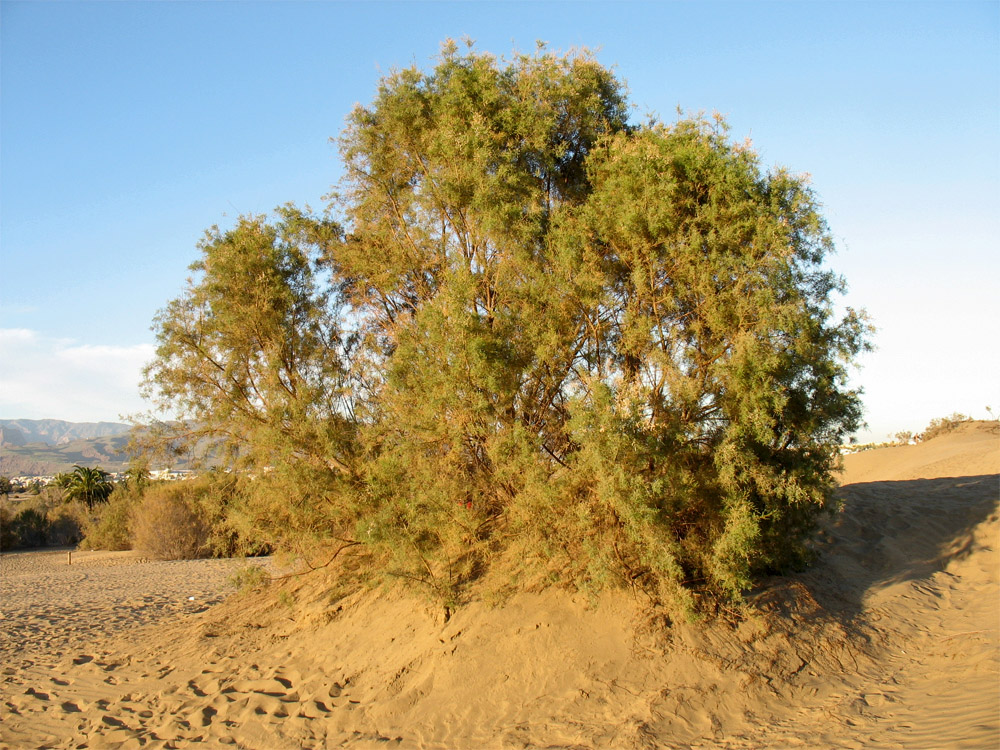 Image of Tamarix canariensis specimen.