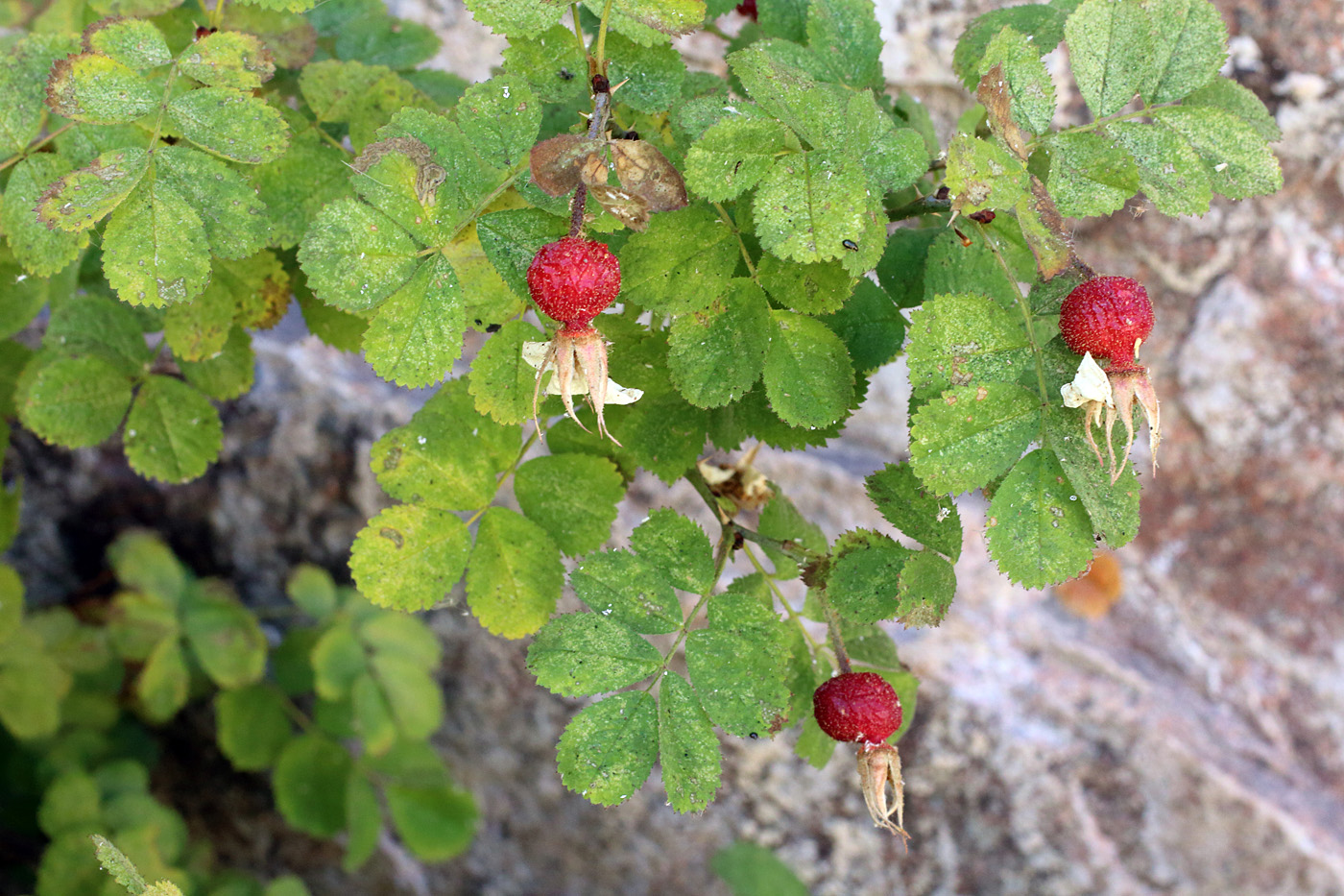 Image of Rosa maracandica specimen.