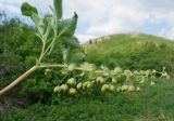 Gymnospermium altaicum. Верхушка растения с соплодием. Восточный Казахстан, Глубоковский р-н, окр. с. Тарханка, южный пологий склон сопки. 13.05.2015.