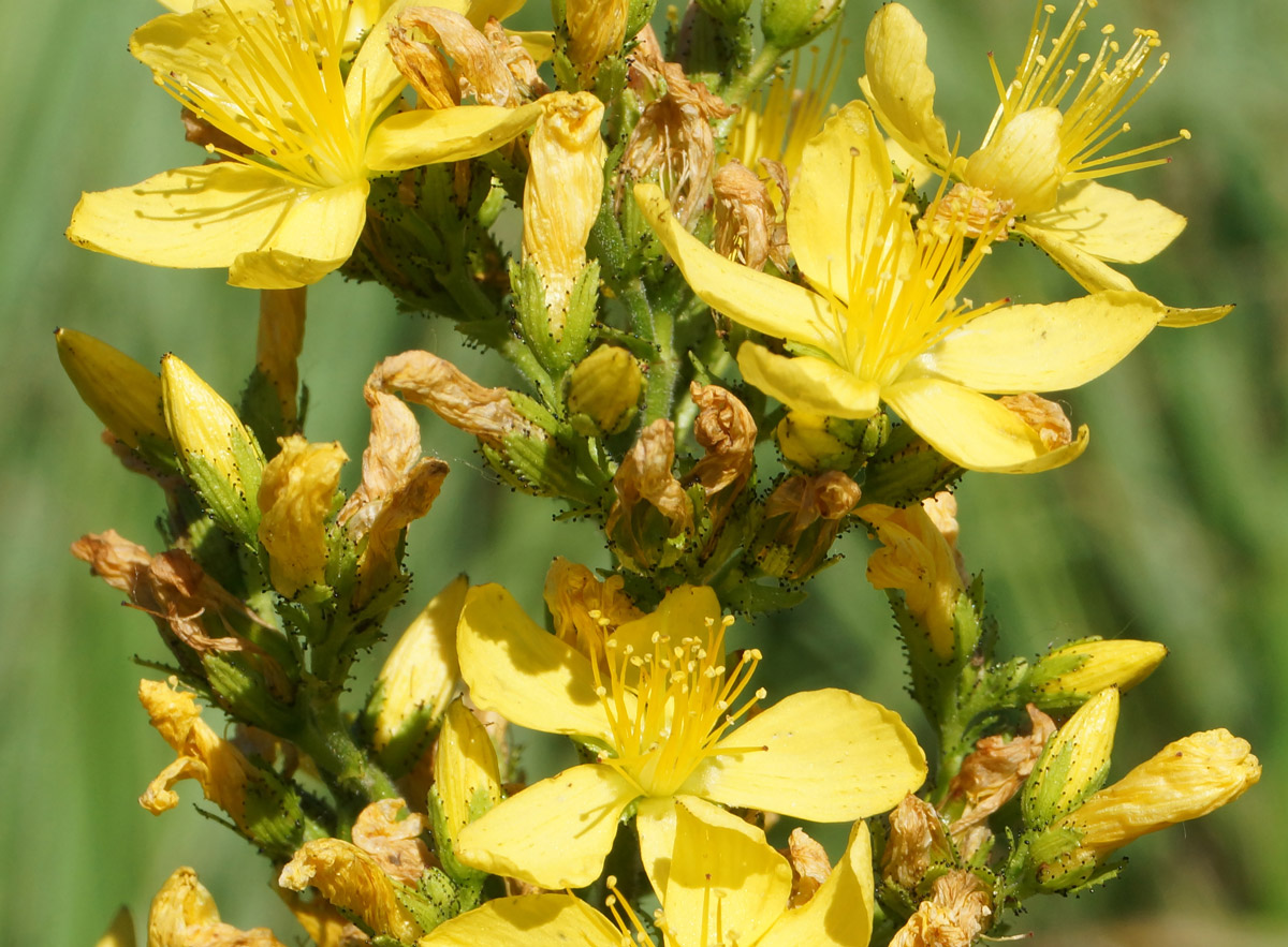 Image of Hypericum hirsutum specimen.