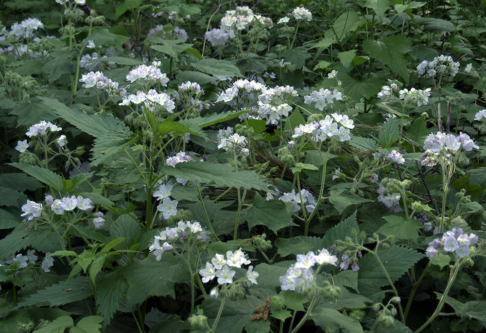 Image of Hydrophyllum appendiculatum specimen.