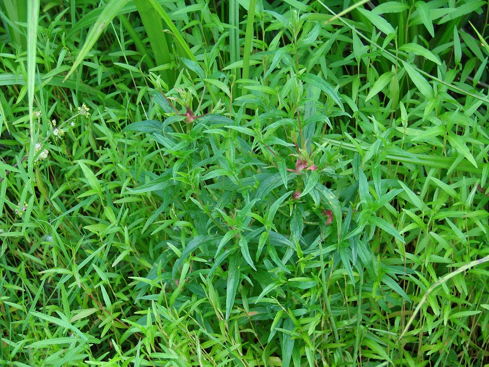 Image of Epilobium palustre specimen.